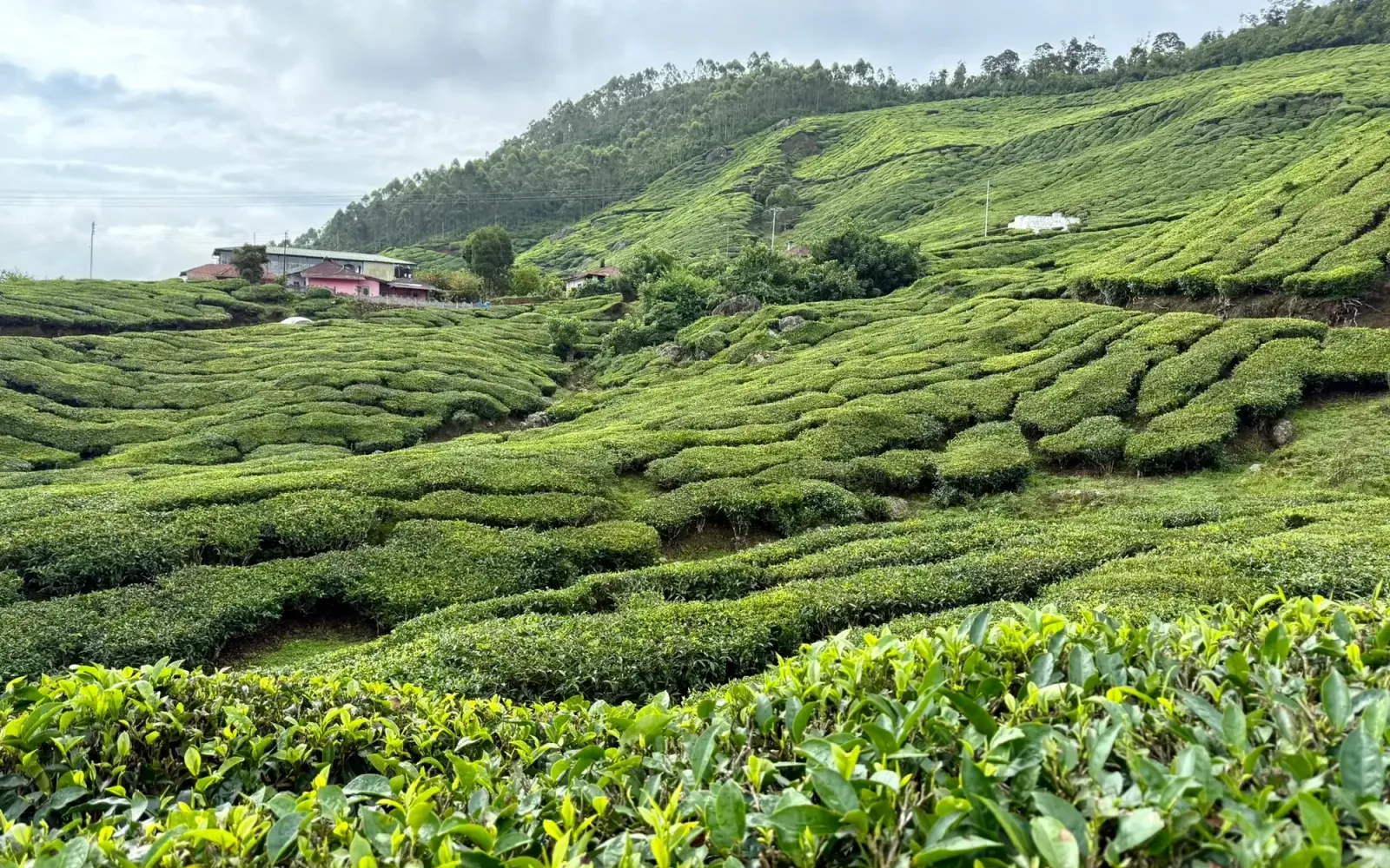 Rows of tea bushes covering the hills around Munnar under a cloudy sky