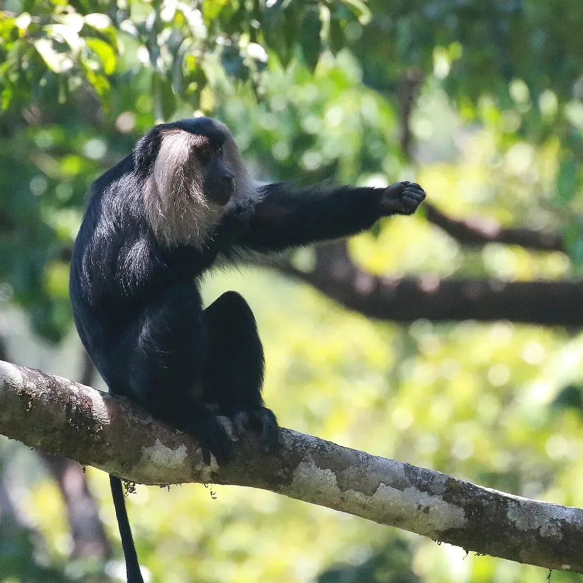 A lion-tailed macaque with its pale grey mane sitting on a branch, Silent Valley