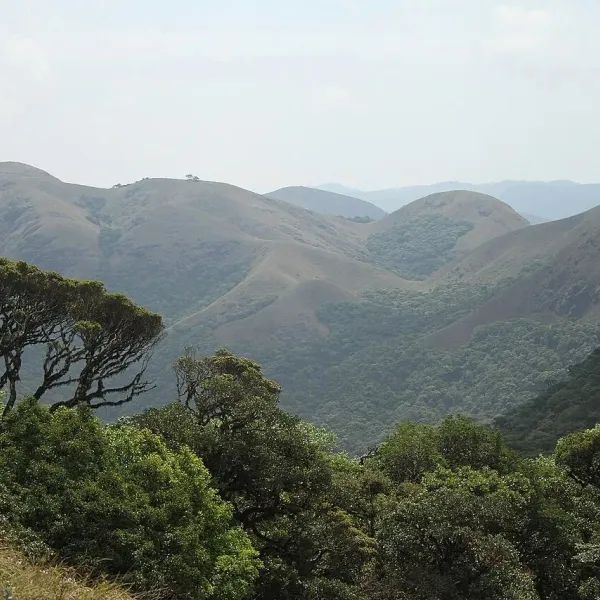 Shola forest and rolling grassy hills in Silent Valley National Park