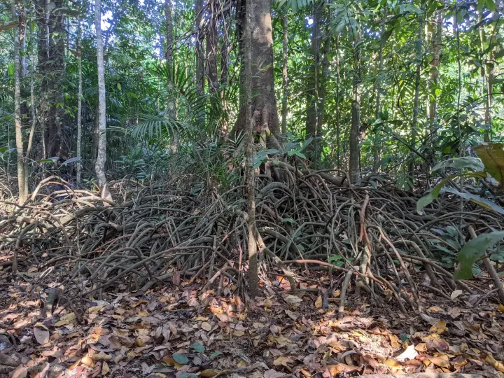 Stilt roots of Myristica trees arching over the wet floor of a swamp forest