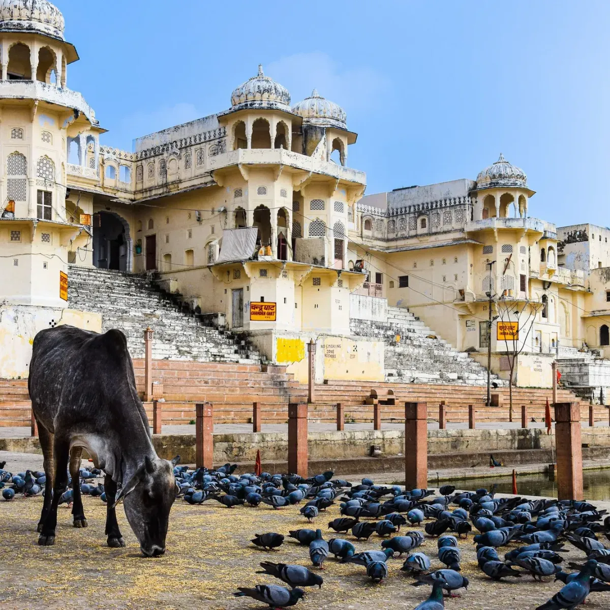 A cow and flocks of pigeons on the ghats beside the lake in Pushkar